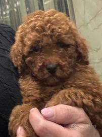 Barboncino toy e mini Toy