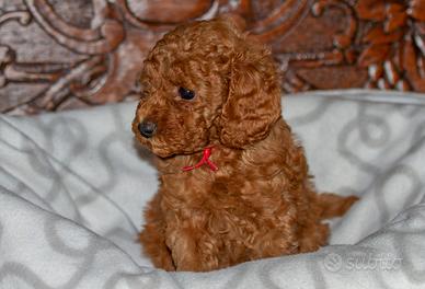 Barboncini con pedigree