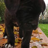 Cuccioli di Cane corso con Pedigree