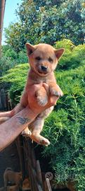 Shiba inu