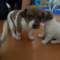 Jack Russell