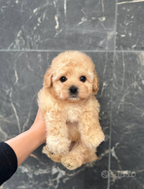 Splendidi cuccioli di Barboncino Mini Toy