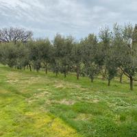 Olivi