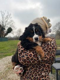 Cucciola di bovaro del bernese