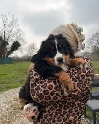 Cucciola di bovaro del bernese