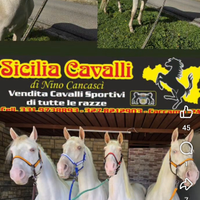 Cavalli cremelli