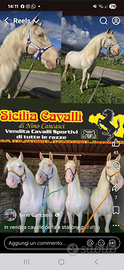 Cavalli cremelli