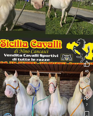 Cavalli cremelli