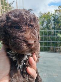 Lagotto cuccioli con Pedigree