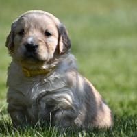 GOLDEN RETRIEVER cuccioli