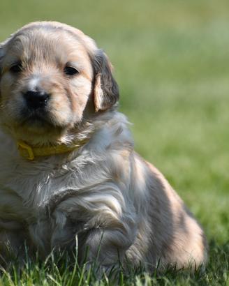 GOLDEN RETRIEVER cuccioli