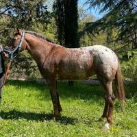 Appaloosa