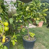 Pianta di arancio in vaso - sana e robusta