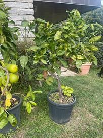 Pianta di arancio in vaso - sana e robusta