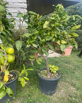 Pianta di arancio in vaso - sana e robusta