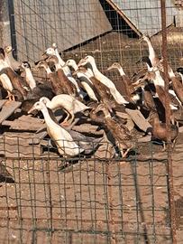 Anatre Corritrici maschi