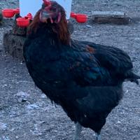 F3 marans / olliver egger