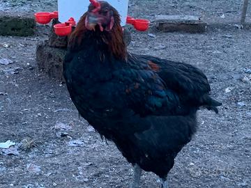 F3 marans / olliver egger