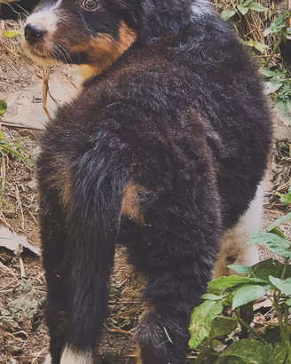 Pastore australiano cucciolo 