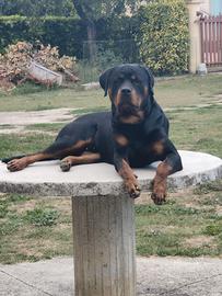 Monta rottweiler