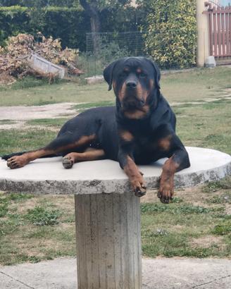 Monta rottweiler