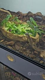 Iguana baby verdi e rosse