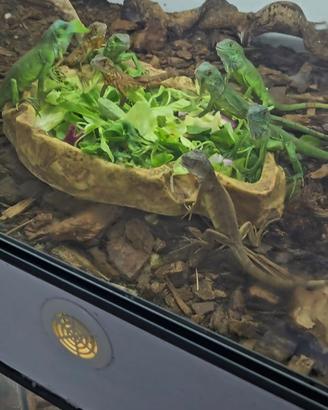 Iguana baby verdi e rosse