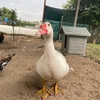 Anatroccoli di anatra muta