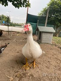 Anatroccoli di anatra muta