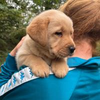 Labrador Retriever