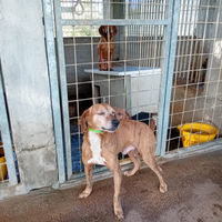 Cani da caccia al cinghiale