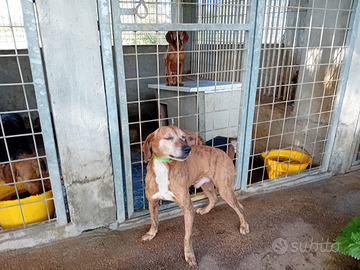 Cani da caccia al cinghiale