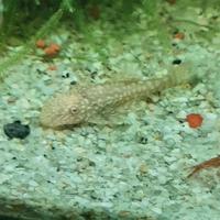 Ancistrus gold