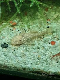 Ancistrus gold