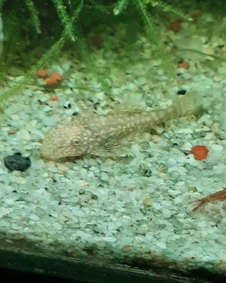 Ancistrus gold