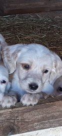 Cuccioli Setter Inglese