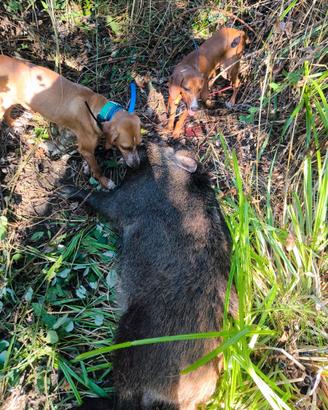 Segugi Maremmani da cinghiale