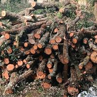 Legna di quercia