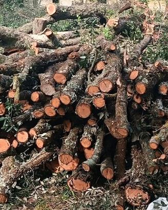 Legna di quercia