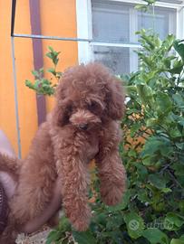 Cuccioli di barboncini red e albicocca toy