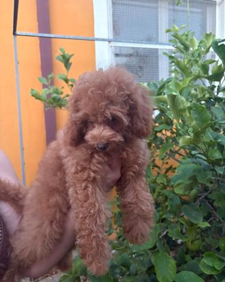Cuccioli di barboncini red e albicocca toy