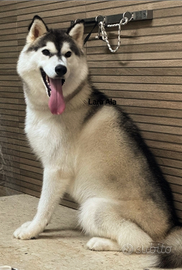 Cloud siberian husky maschio