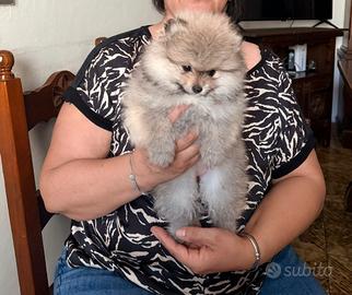 Spitz di Pomerania nano