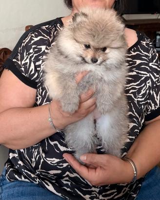 Spitz di Pomerania nano