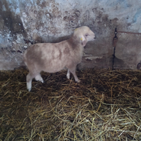 Agnello 4rr incrocio bergamasco