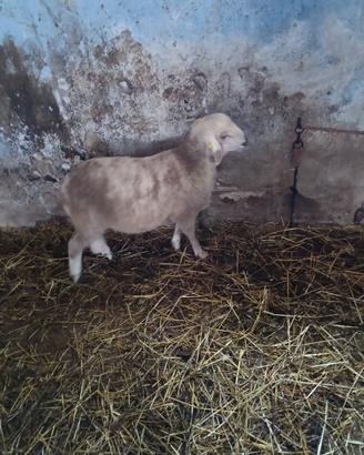 Agnello 4rr incrocio bergamasco