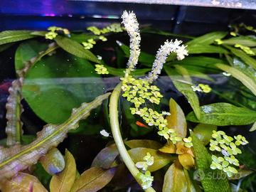 piante acquario 