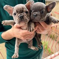 Cuccioli Bulldog Francese