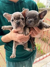 Cuccioli Bulldog Francese