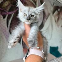 Ultime cucciole Maine Coon dolcissime